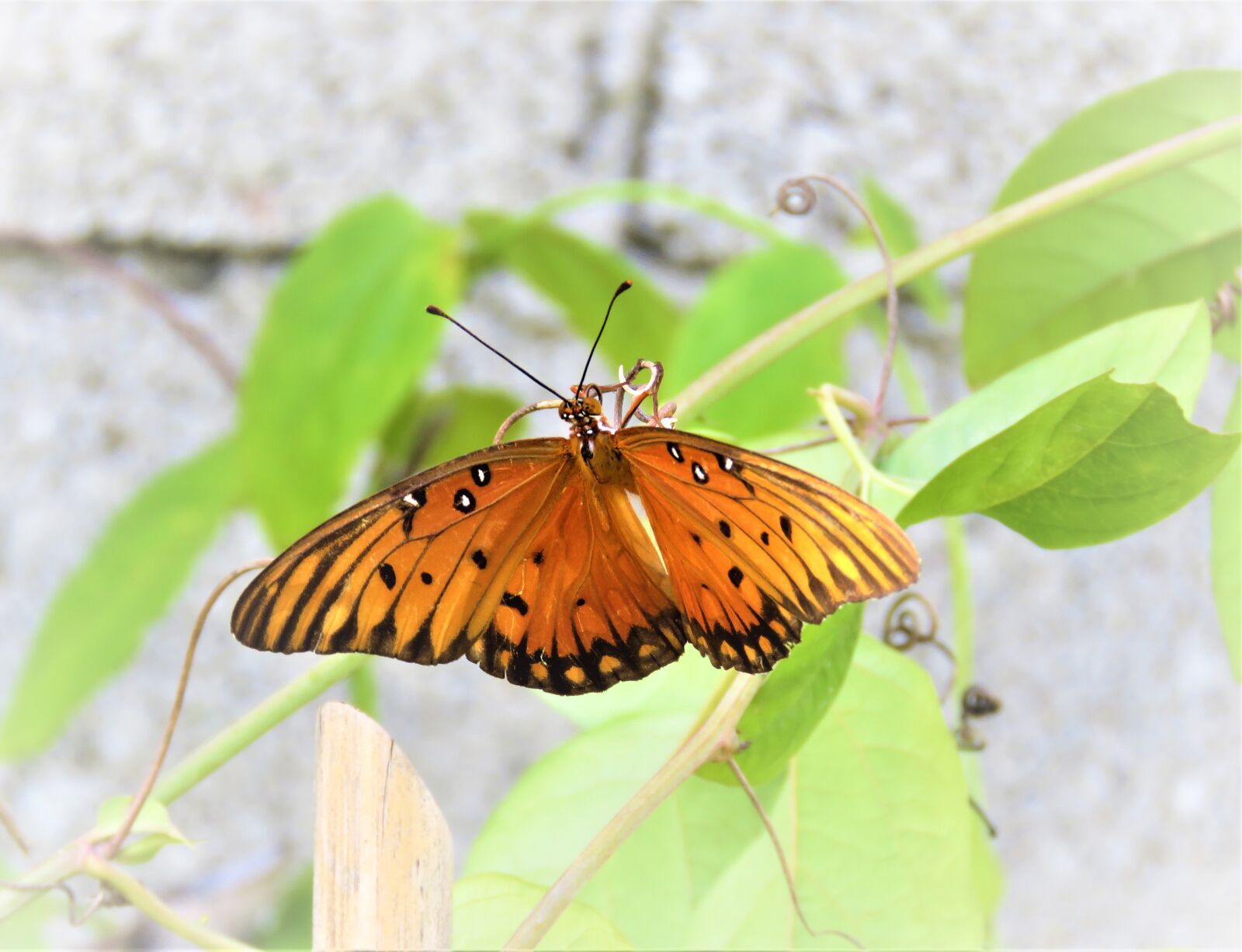 Canon PowerShot SX60 HS sample photo. Butterfly, orange, wings photography