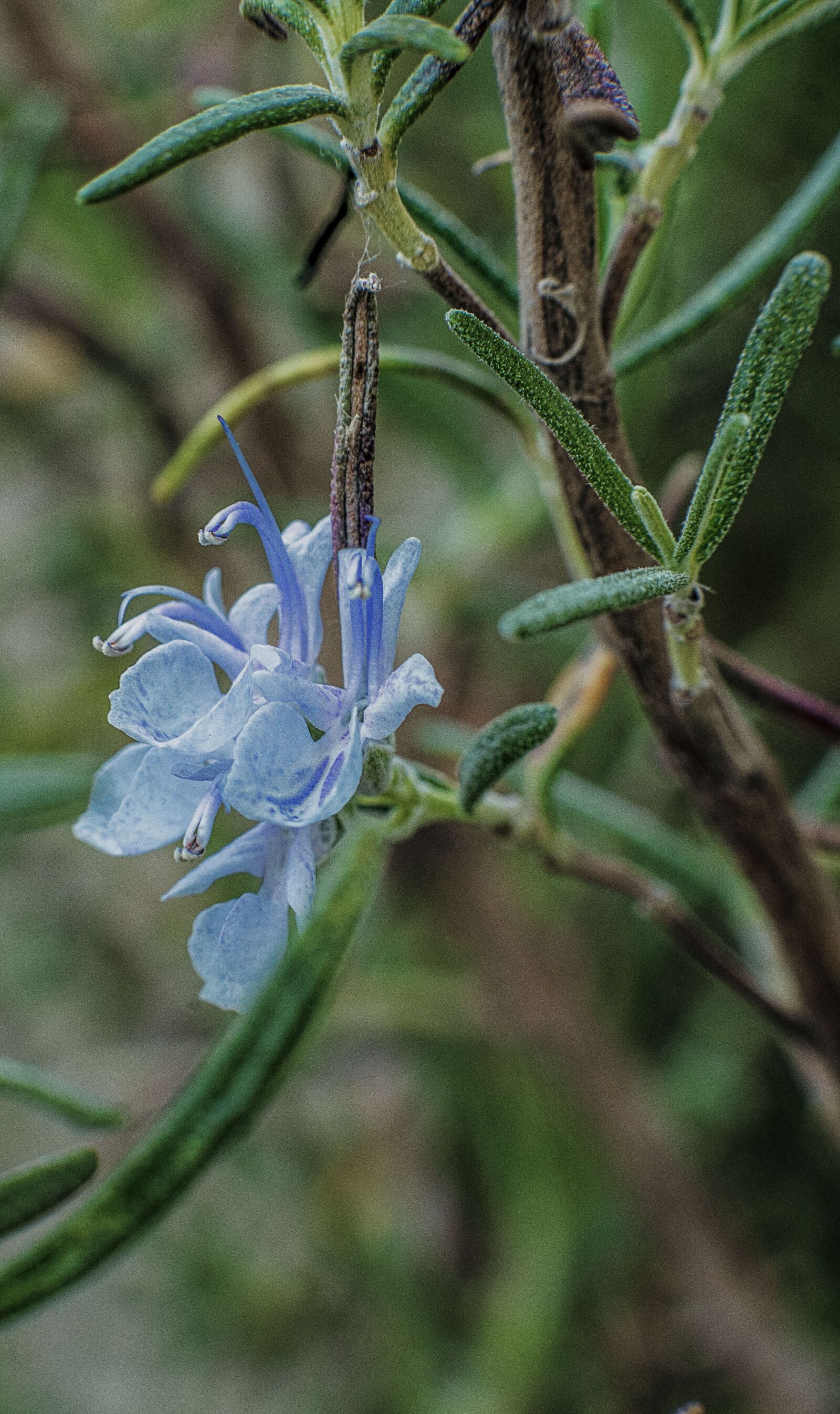 DT 85mm F1.2 SAM sample photo. Rosemary, spices, herbs photography