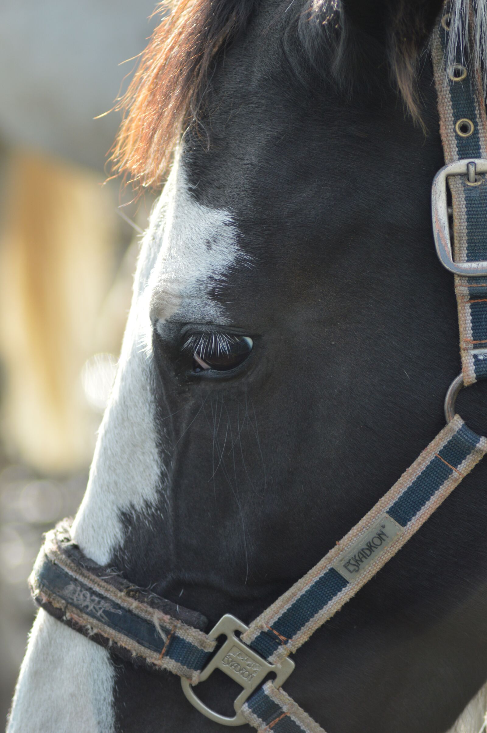 Nikon D3200 sample photo. The horse, harness, bridle photography