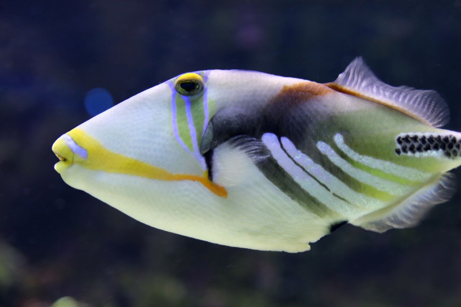 Canon EOS 800D (EOS Rebel T7i / EOS Kiss X9i) sample photo. Triggerfish, picasso trigger fish photography