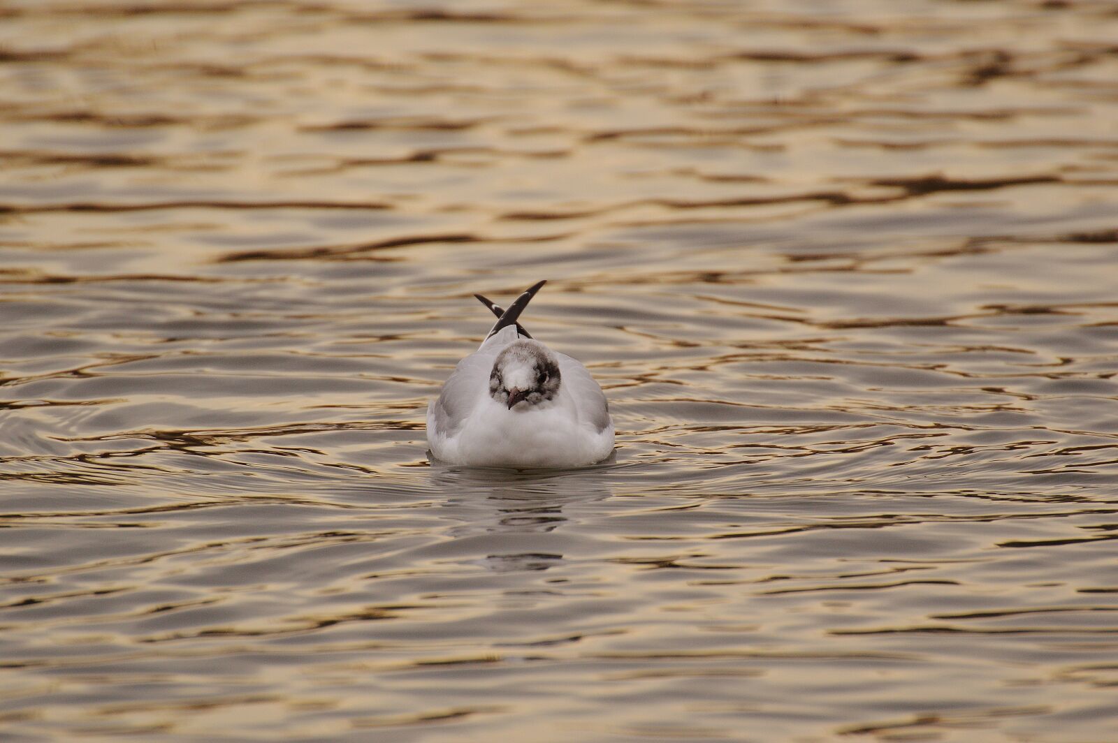 Nikon D3200 sample photo. Seagull, water, lake photography