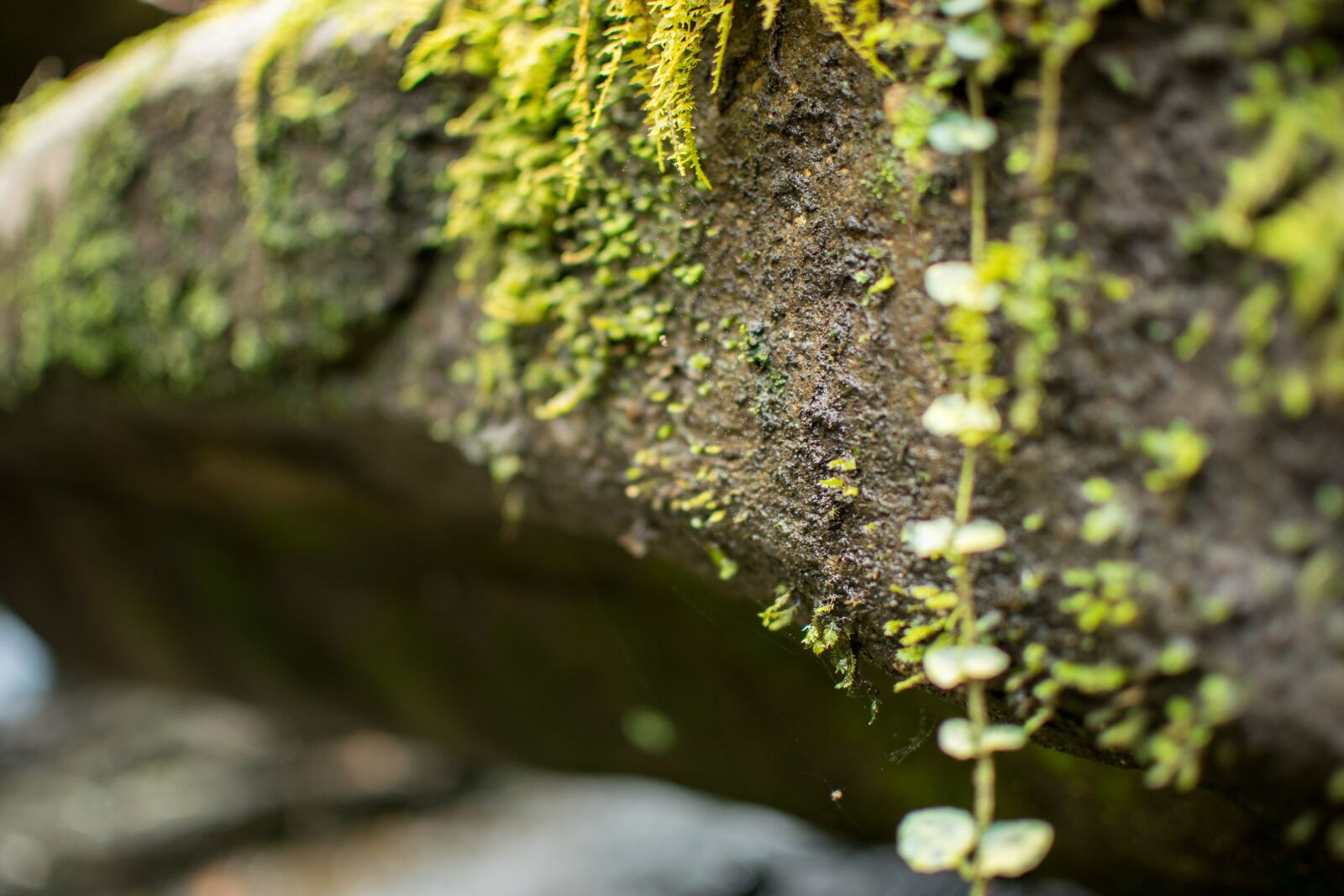 Nikon D3300 sample photo. Rock, moss, green photography
