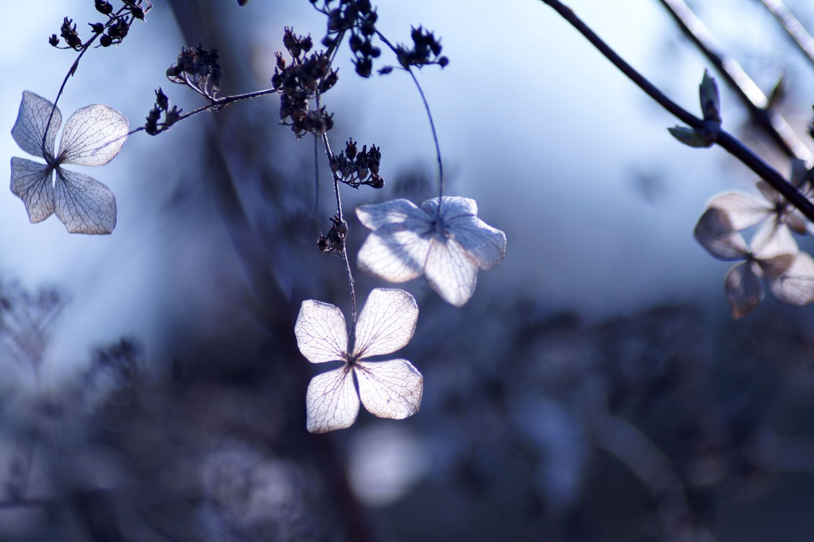 Sony SLT-A58 sample photo. Hydrangea petiolaris, climbing hydrangea photography
