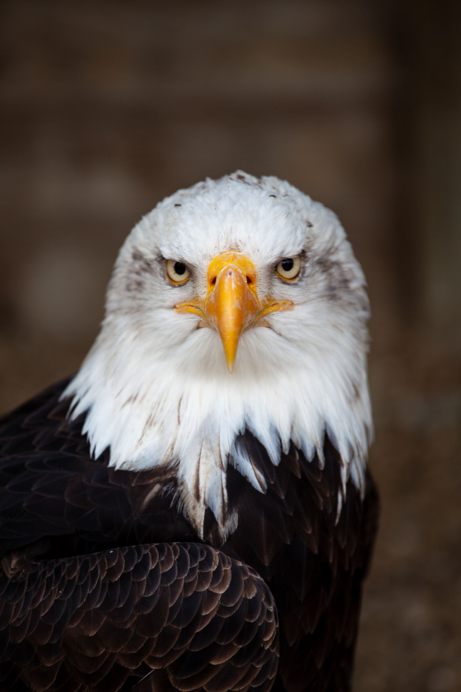 Canon EOS 5D Mark II sample photo. Bald eagle, eagle, bird photography