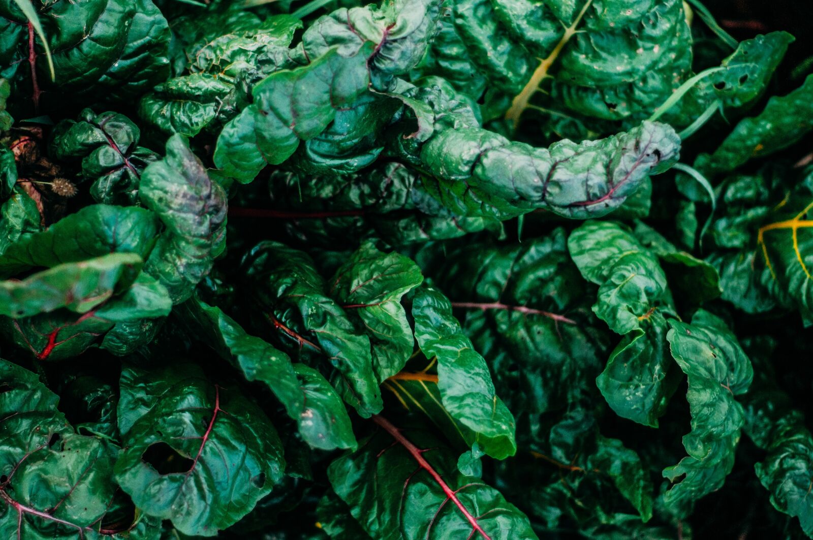 Nikon D300S sample photo. Kale, green, food photography