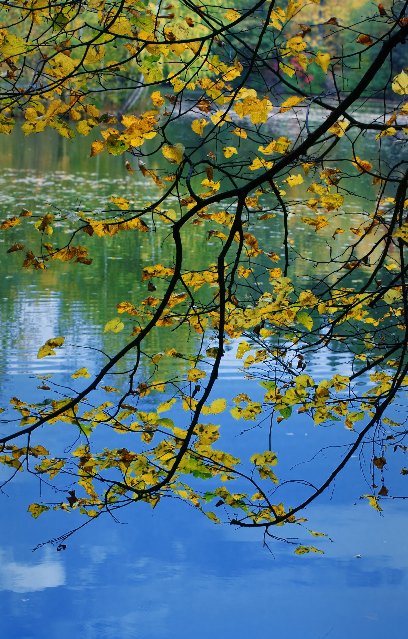 Sony a7 II sample photo. Nature, autumn, water photography
