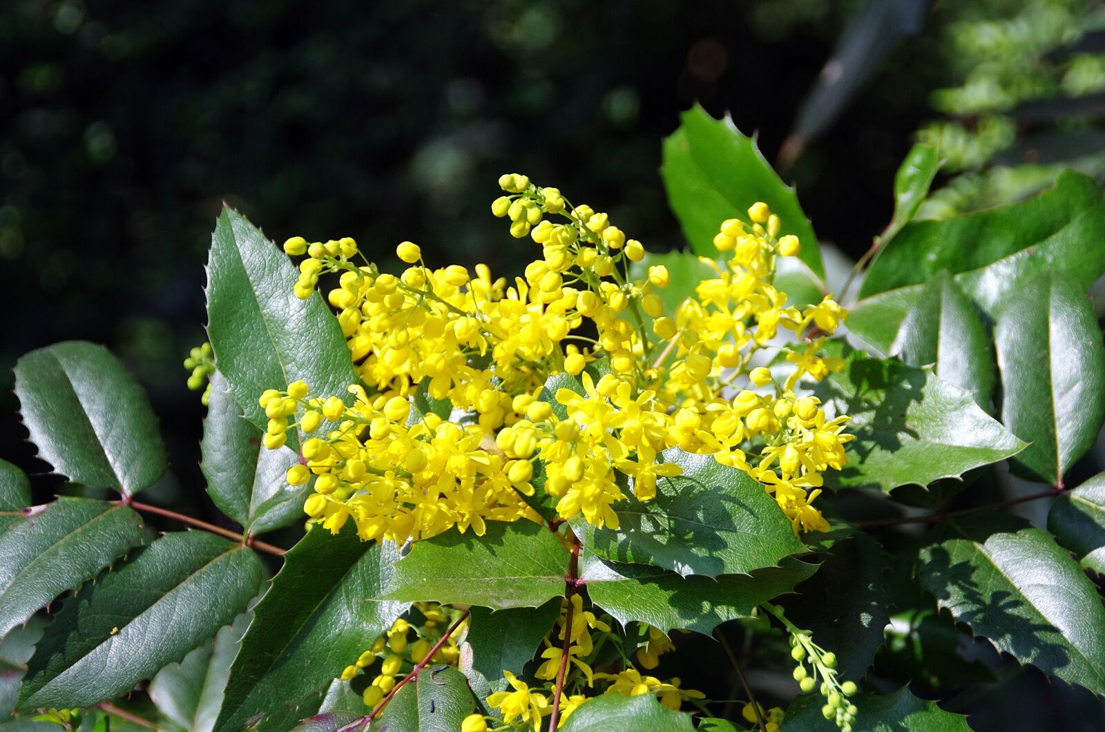 Pentax K-5 sample photo. Mahonia, aquifolium, berberidacée photography