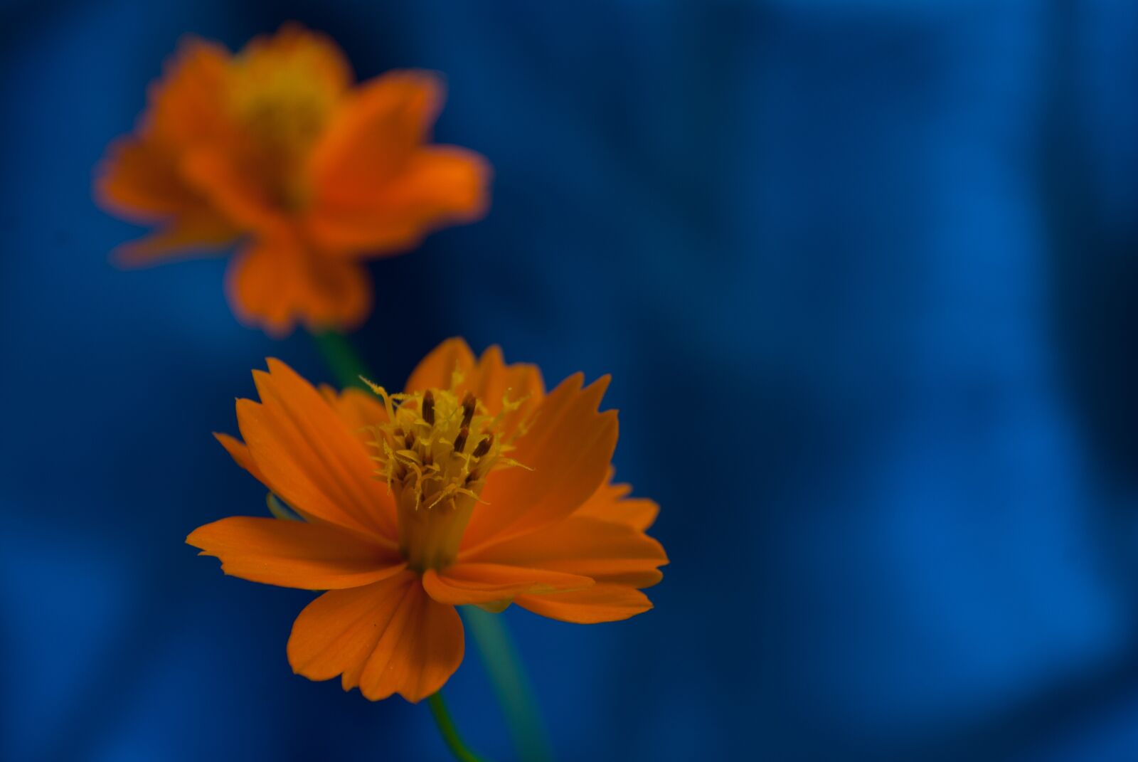 Nikon D60 sample photo. Orange, flower, small photography