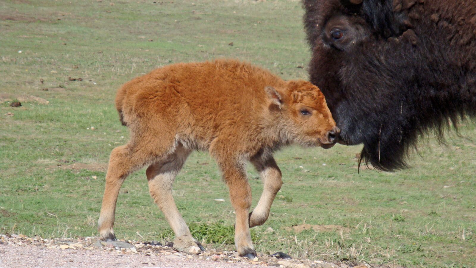 Sony Cyber-shot DSC-W150 sample photo. Buffalo, bison, yellowstone photography