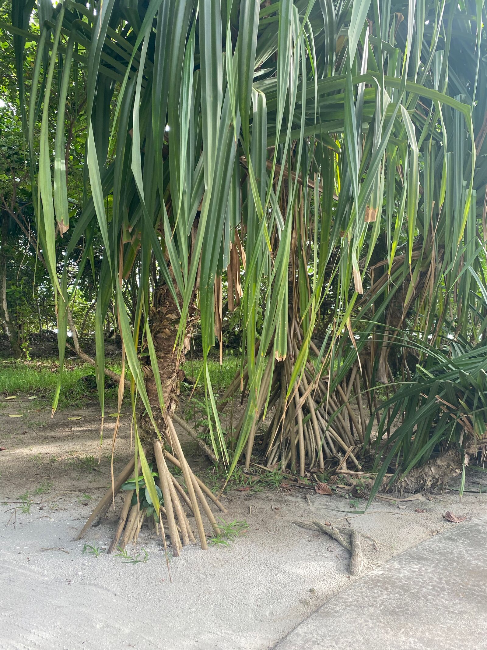Apple iPhone 11 sample photo. Banana tree, nature, seychelles photography