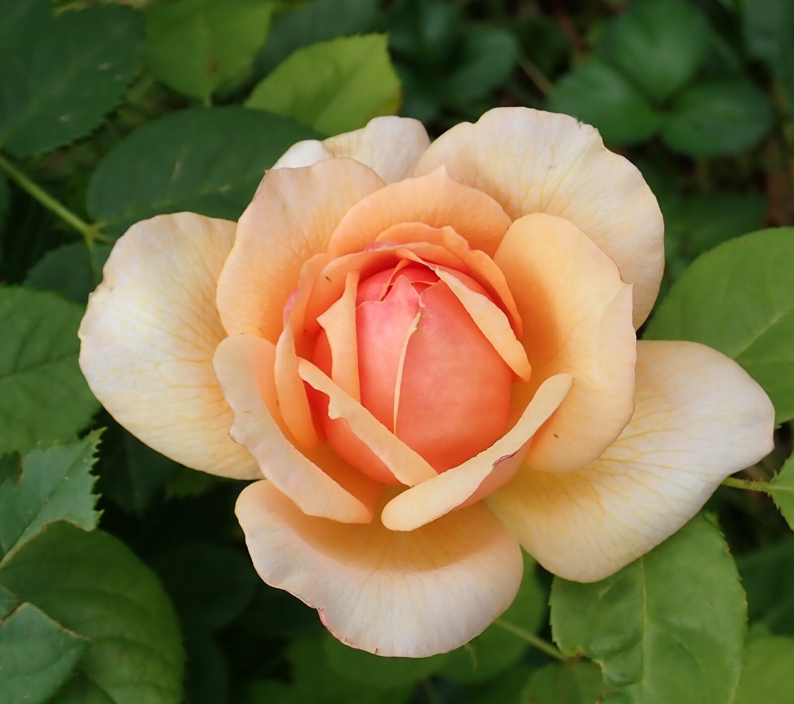 Olympus TG-5 sample photo. Flower, yellow, rose photography