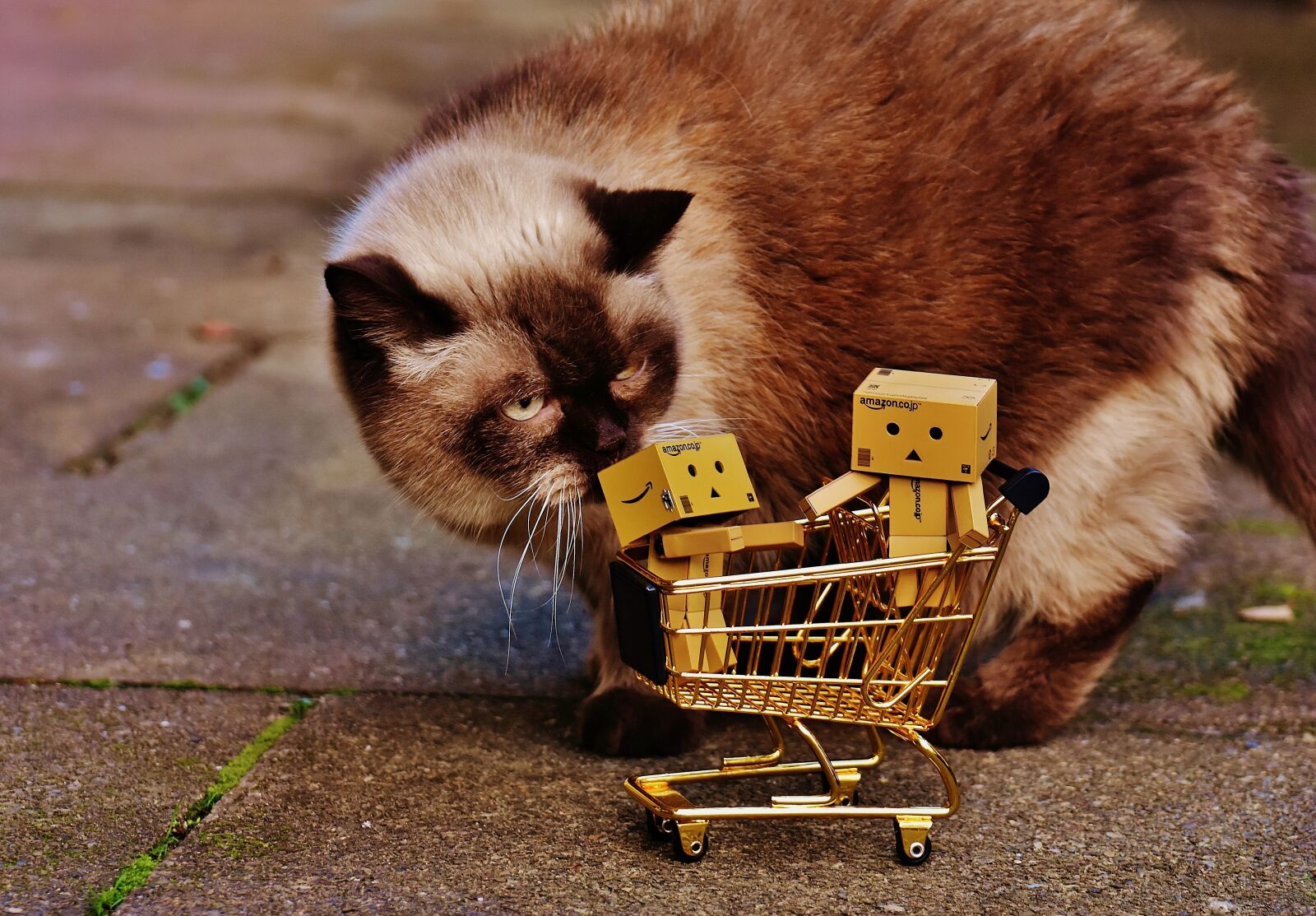 Nikon D7200 sample photo. Danbo, figures, shopping cart photography