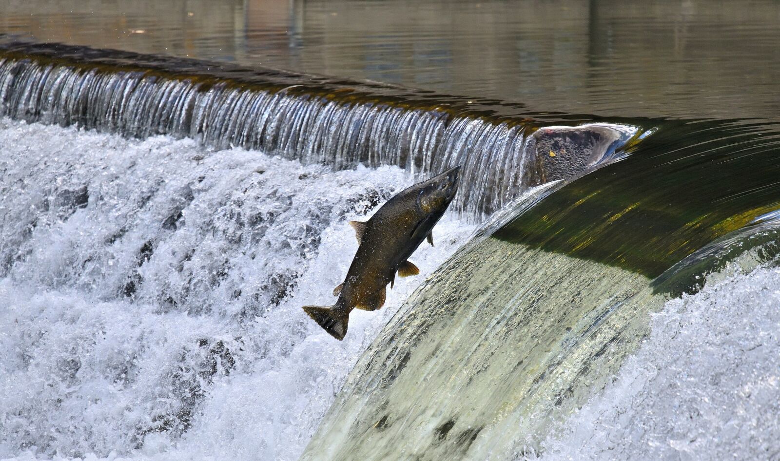 Nikon D850 sample photo. Salmon, jumping, upstream photography