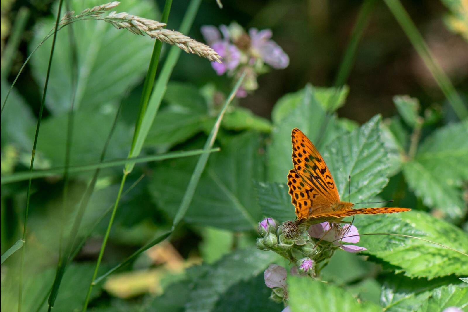 Nikon D7500 sample photo. Butterfly, fritillary, insect photography