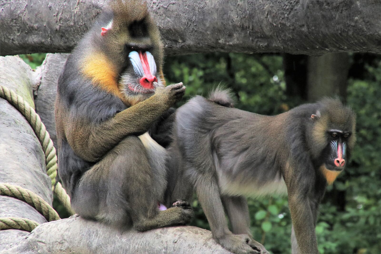 Canon EOS 80D sample photo. Baboon, monkey, it photography