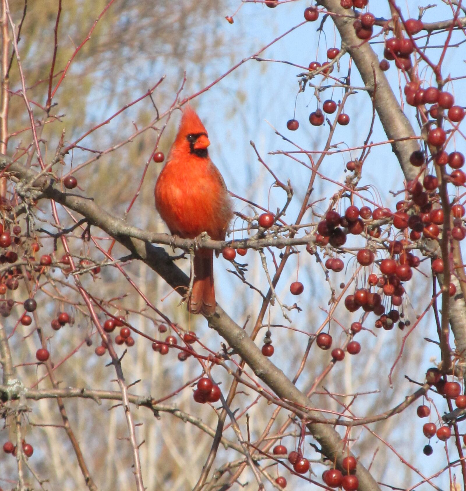 Canon PowerShot SX130 IS sample photo. Cardinal, male, redbird photography