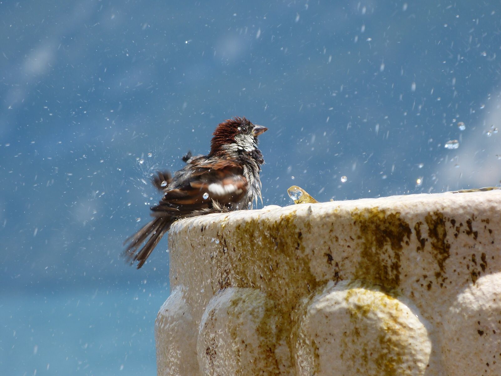 Panasonic Lumix DMC-FZ150 sample photo. Bird, wash, fountain photography