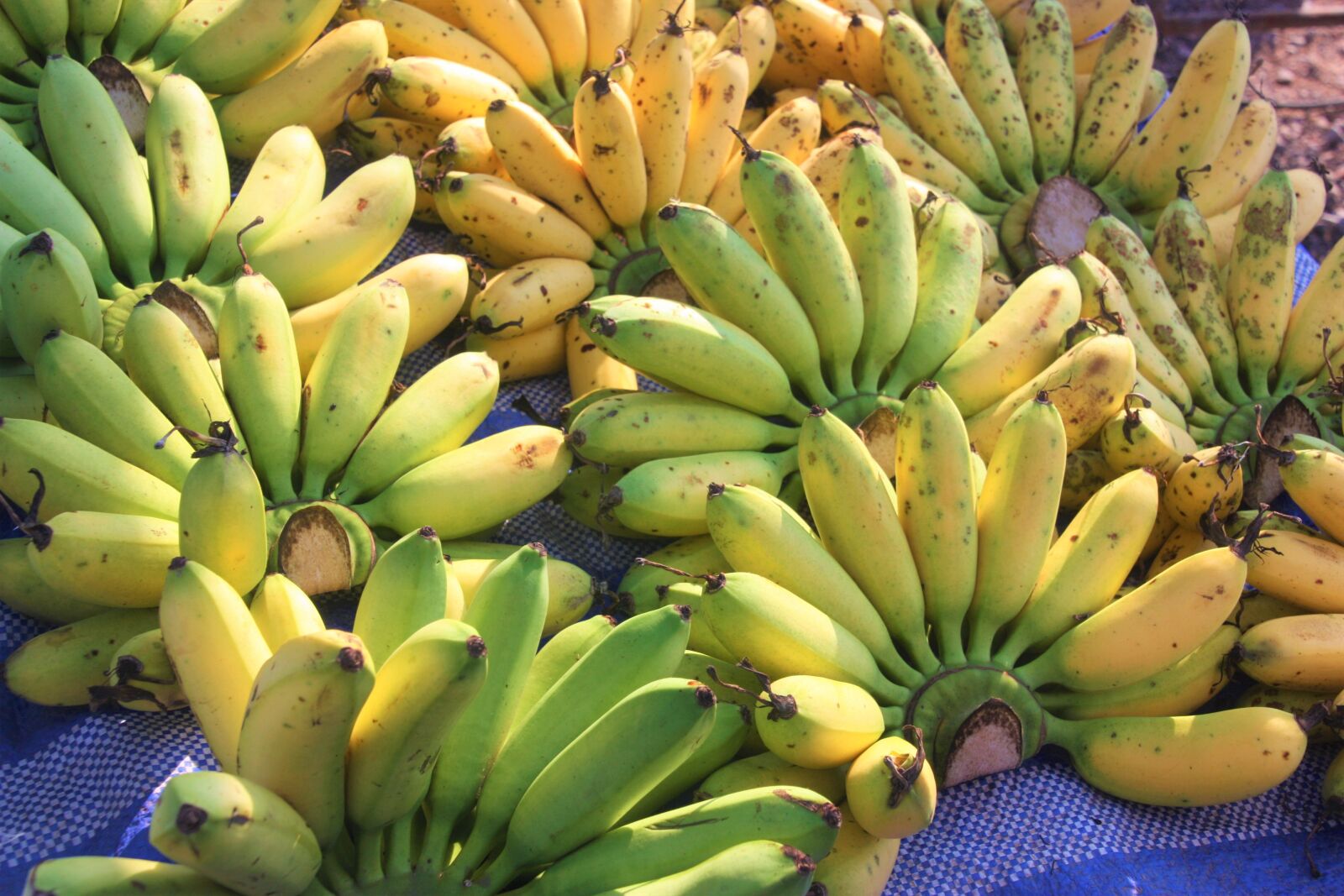 Canon EOS 450D (EOS Rebel XSi / EOS Kiss X2) sample photo. Bananas, fruits, fruit photography