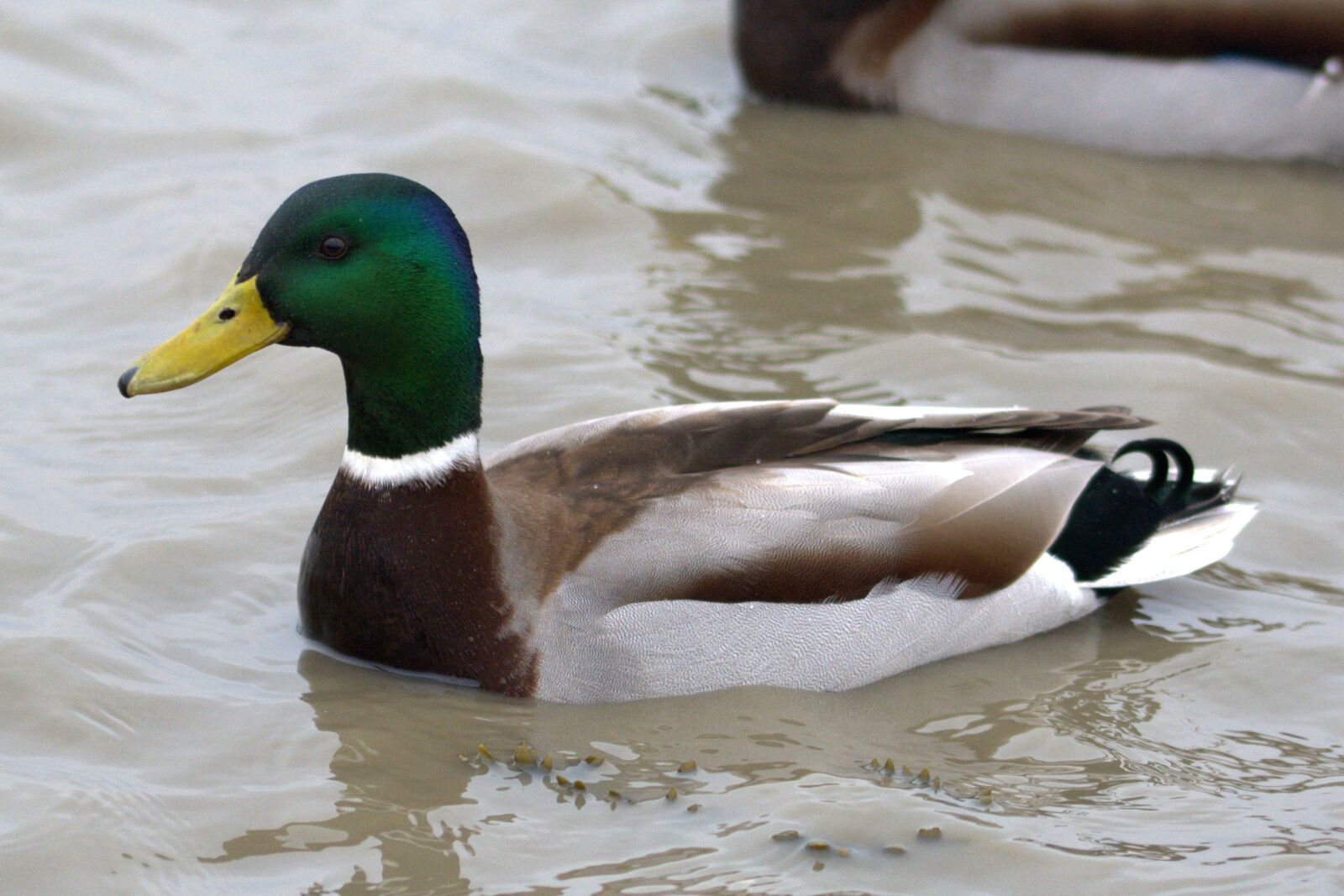 Nikon D5200 sample photo. Duck bird, bird, water photography
