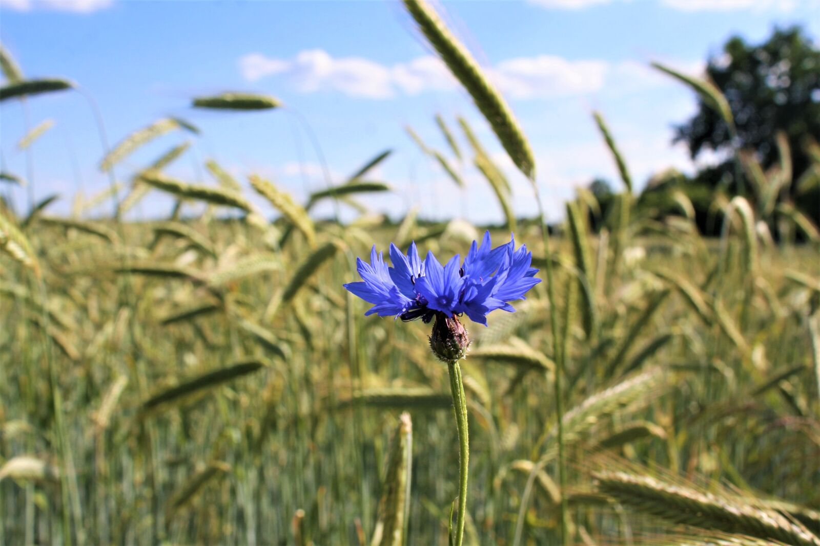 Canon EOS 1000D (EOS Digital Rebel XS / EOS Kiss F) sample photo. Cornflower, wheat field, stormarn photography
