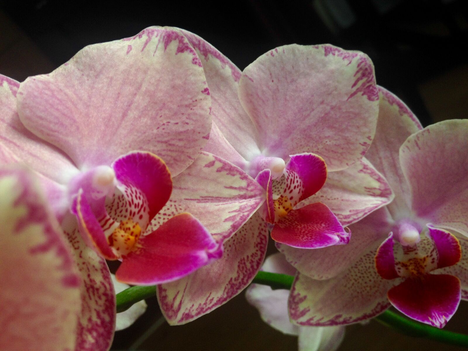 iPhone 4S back camera 4.28mm f/2.4 sample photo. Orchid photography