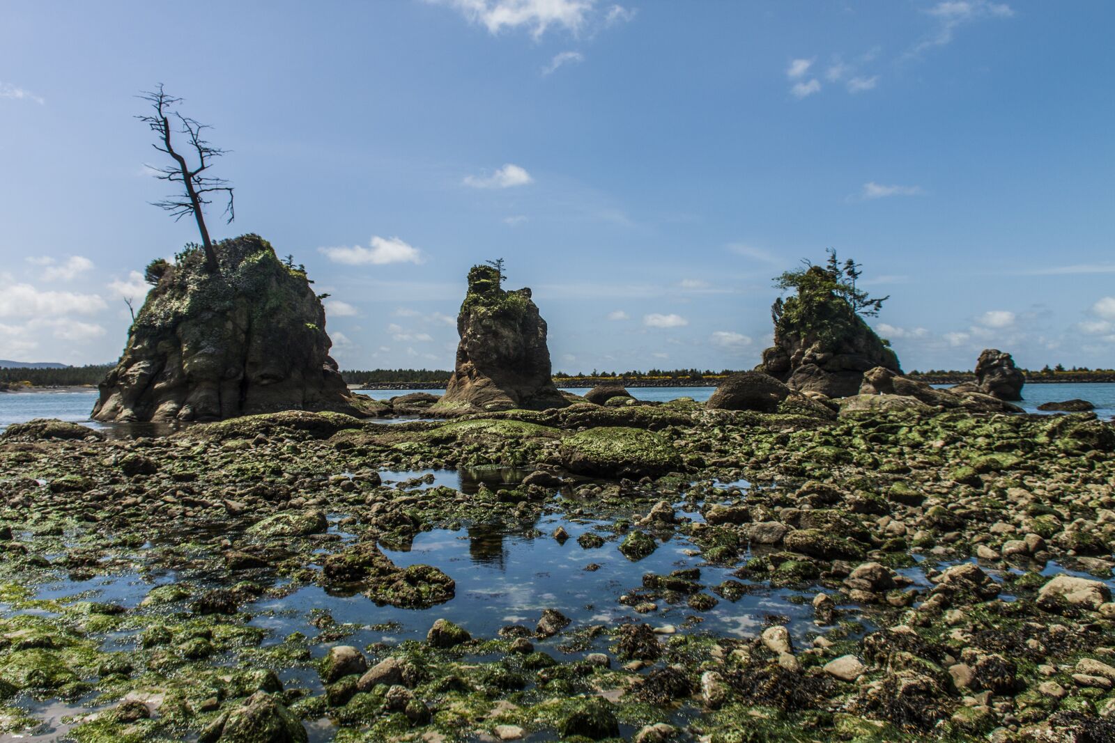 Canon EOS 500D (EOS Rebel T1i / EOS Kiss X3) sample photo. Tidepools, oregon, pacific photography