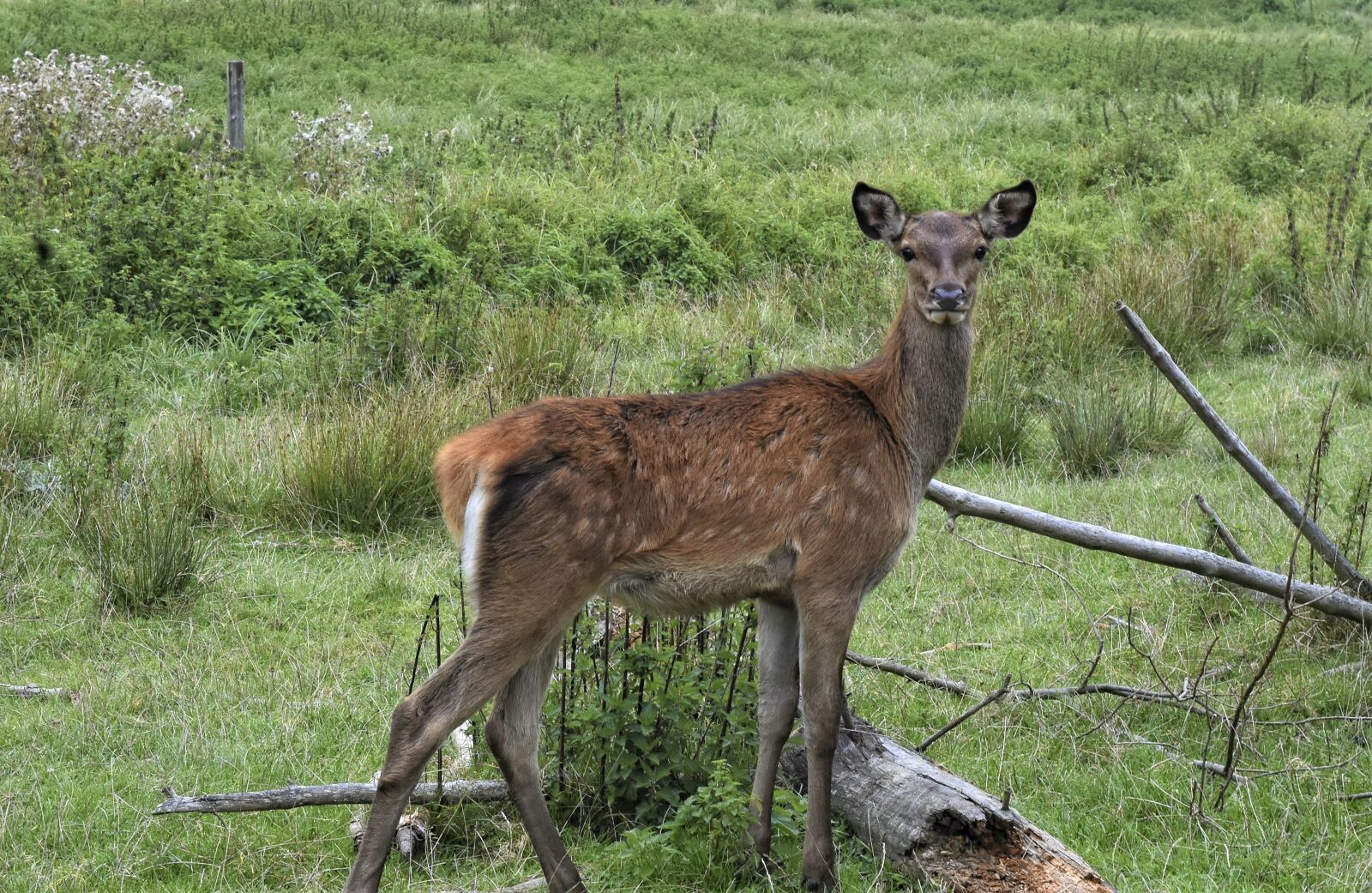 Nikon D7200 sample photo. Wild, roe deer, animal photography