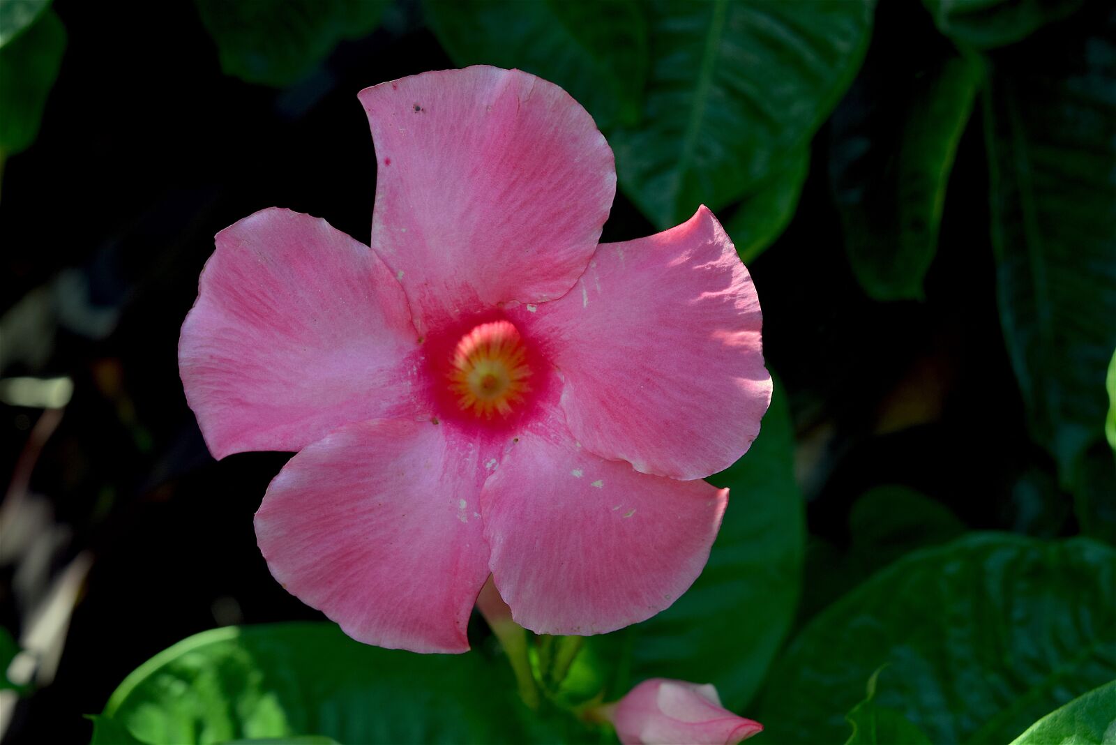 Nikon D3300 sample photo. Flower, pink, petals photography