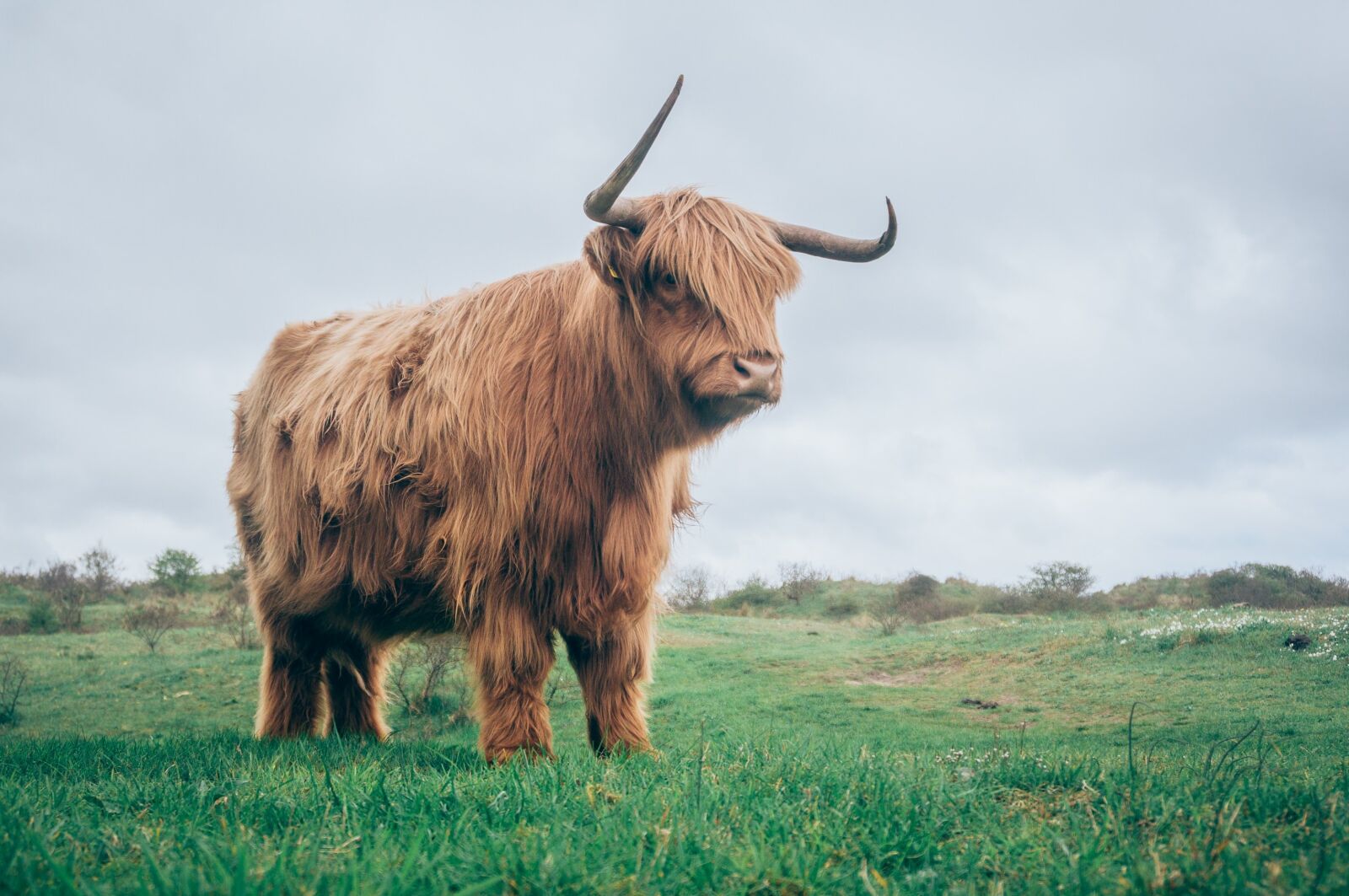 Sony Alpha NEX-5T sample photo. Agriculture, beef, bull photography