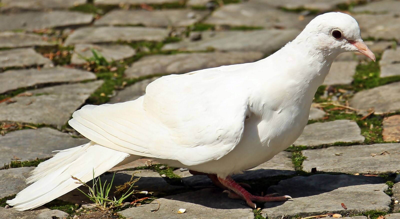 Canon EOS 550D (EOS Rebel T2i / EOS Kiss X4) sample photo. Dove, bird, dove bird photography