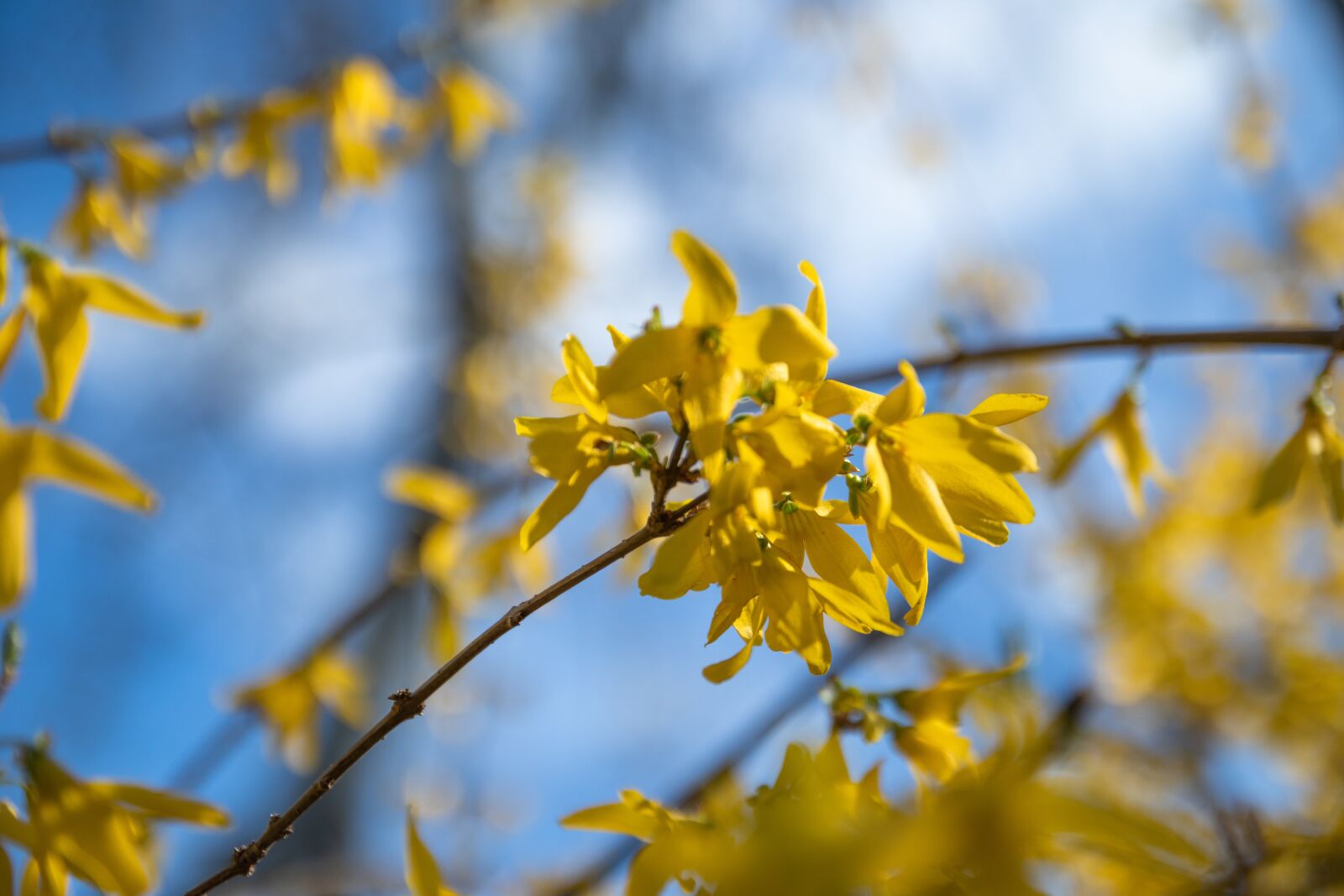 Canon EOS M6 sample photo. Flowers, spring, branch photography
