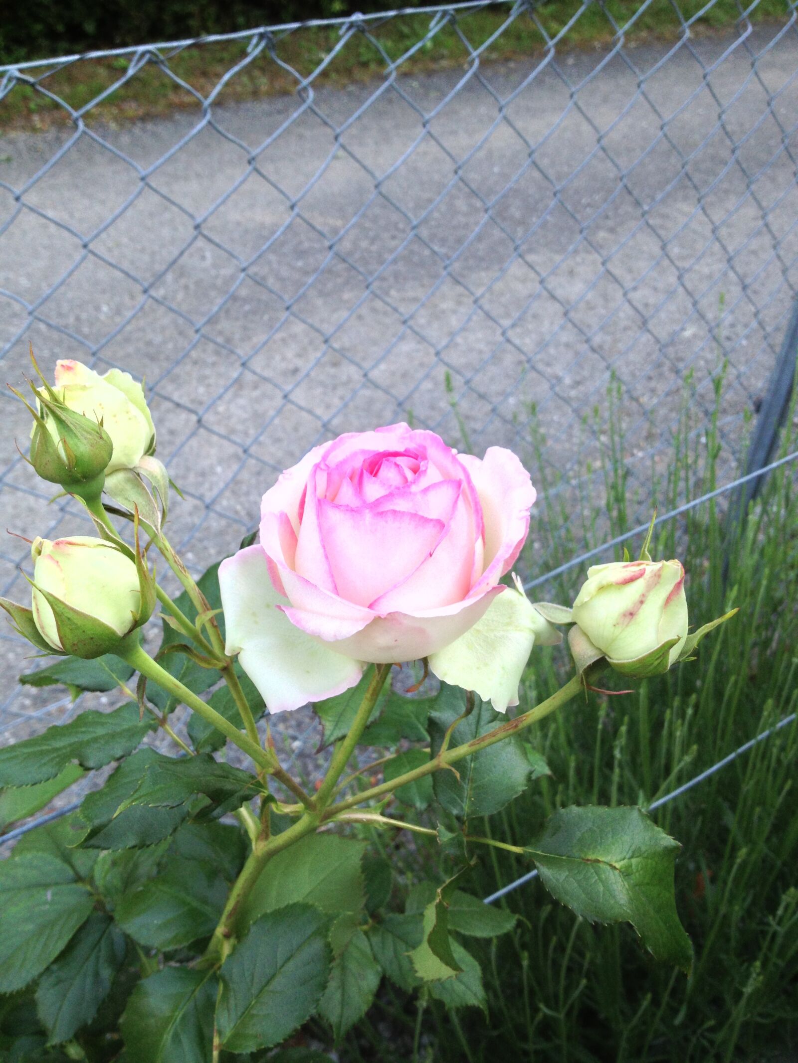 Apple iPhone 4S sample photo. Rose, plant, nature photography