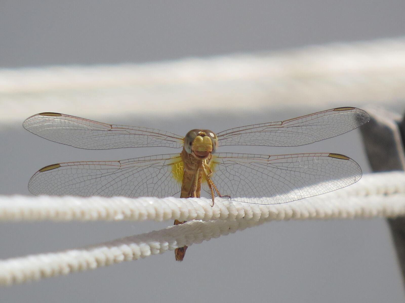 Canon PowerShot SX50 HS sample photo. Dragonfly, wings, insect photography
