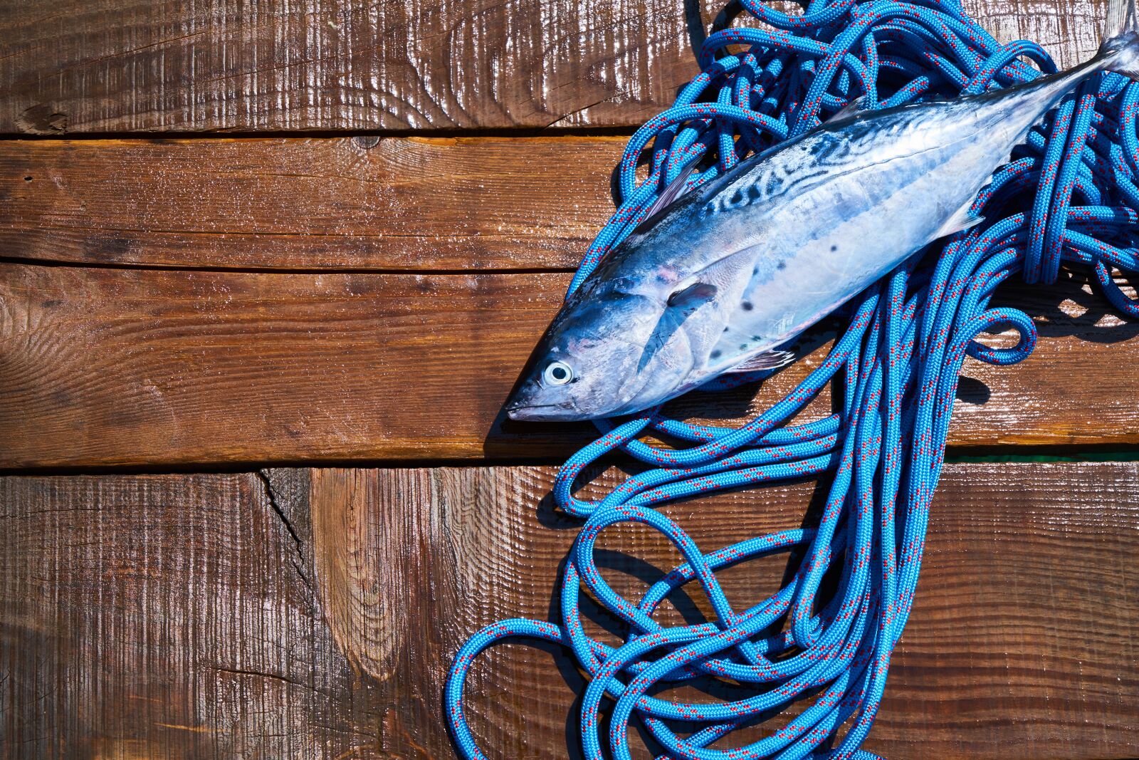 Sony a7R II sample photo. Fish, food, omega photography