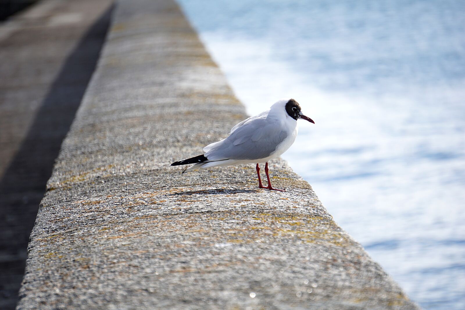 Sony a6000 sample photo. Seagull, bird, fauna photography