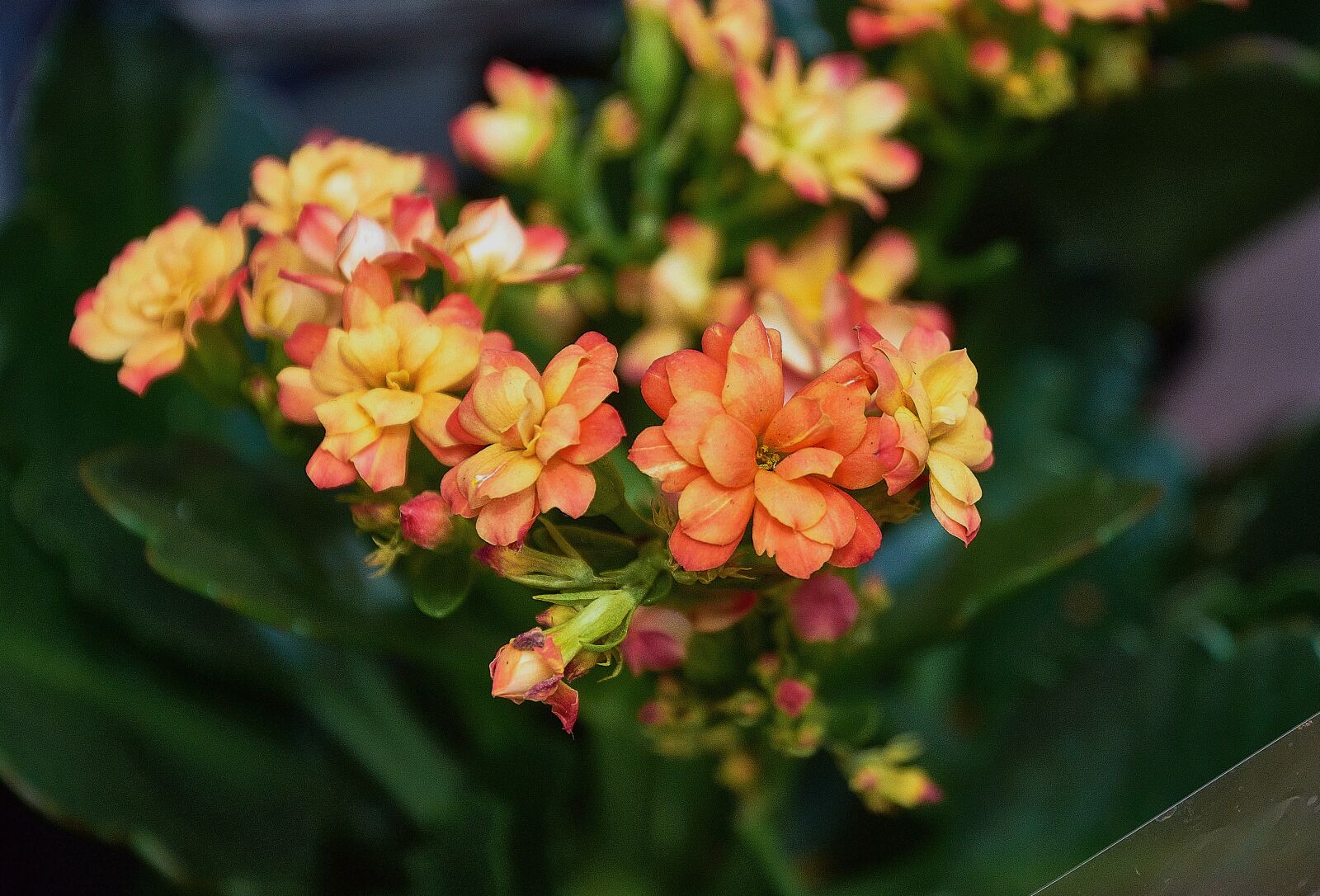 Nikon D7200 sample photo. Flowers, garden, flowering photography