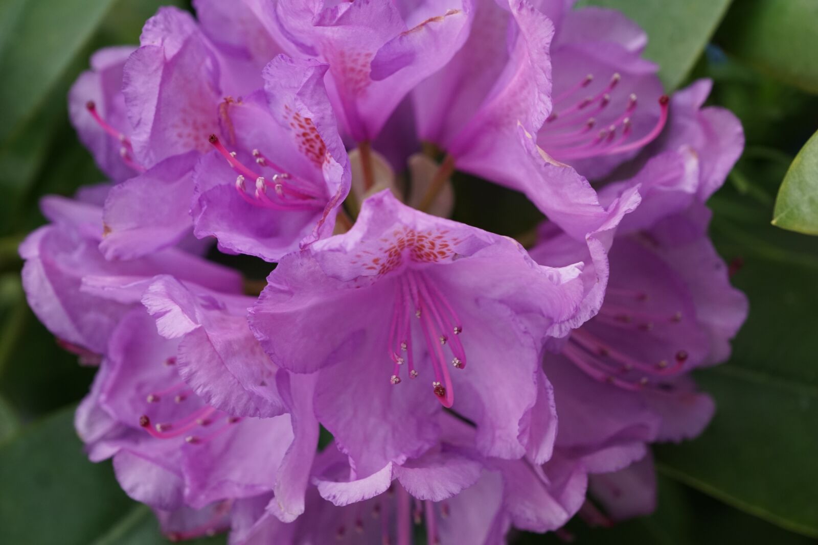 Sony ILCA-77M2 + Sony DT 16-50mm F2.8 SSM sample photo. Rhododendron, flower, bud photography