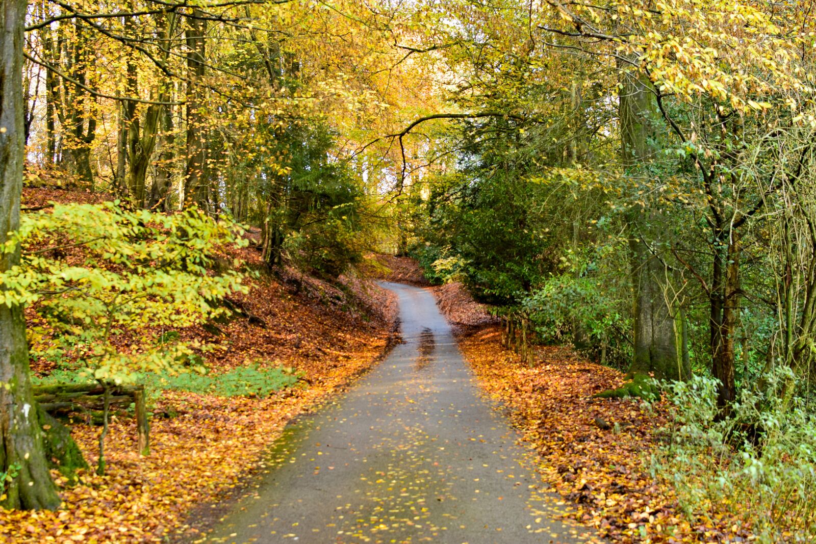 Nikon D5300 sample photo. Leith hill, england, forest photography