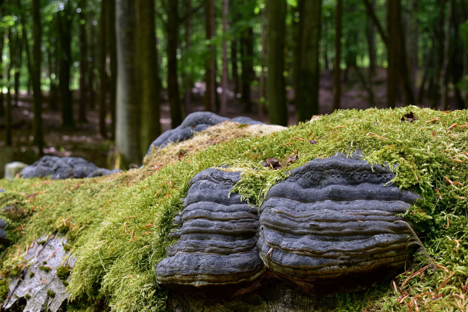 Nikon D3400 sample photo. Hub, moss, nature photography