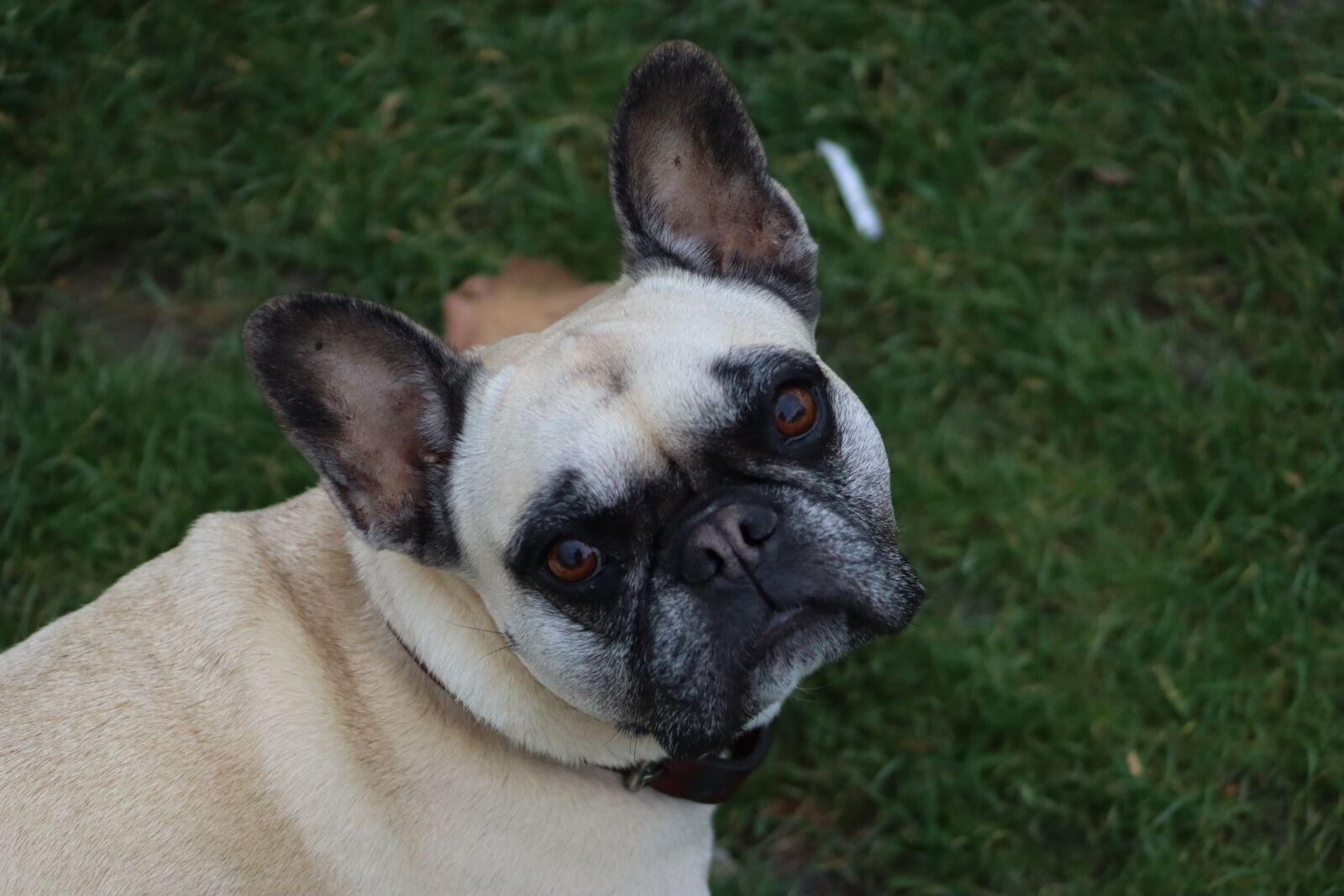 Canon EF 55-200mm F4.5-5.6 II USM sample photo. Dogs, pets, french bulldog photography