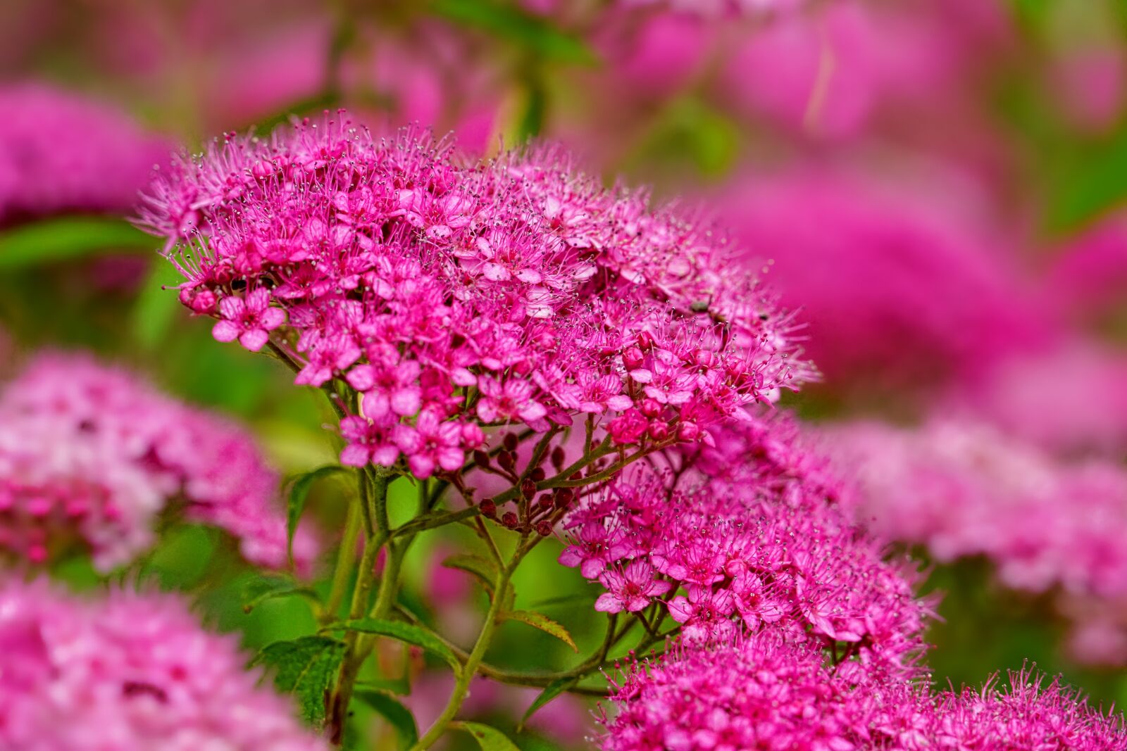 Sony a6000 sample photo. Nature, perennials greenhouse, flora photography