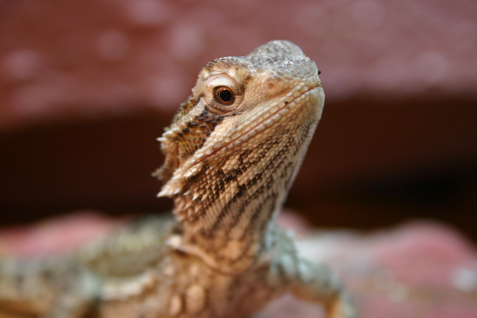 Canon EOS 300D (EOS Digital Rebel / EOS Kiss Digital) sample photo. Bearded dragon, reptile, lizard photography