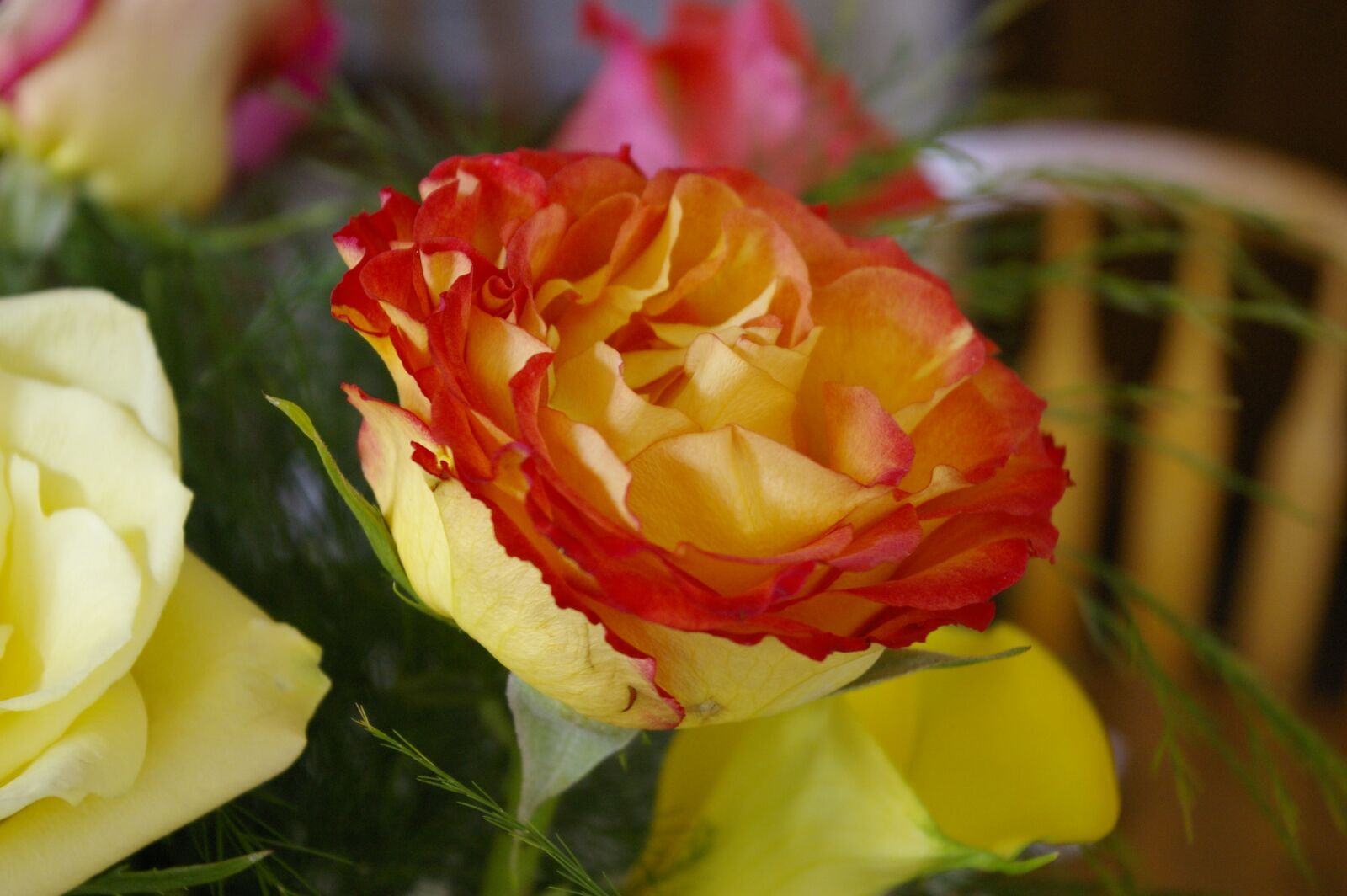 Pentax K100D sample photo. Rose, flower, mixed color photography