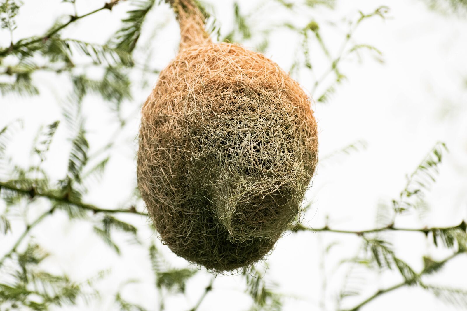 Nikon D3300 sample photo. Nest, tailor bird, wild photography