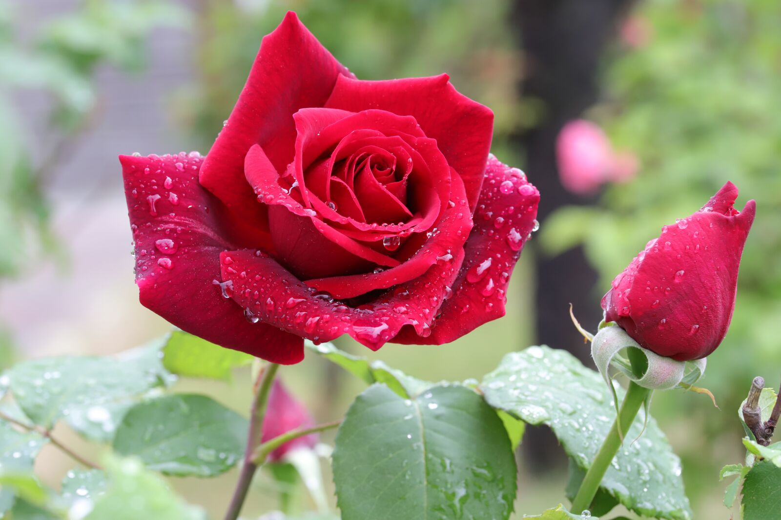 Canon EOS 6D Mark II sample photo. Rose, flowers, nature photography