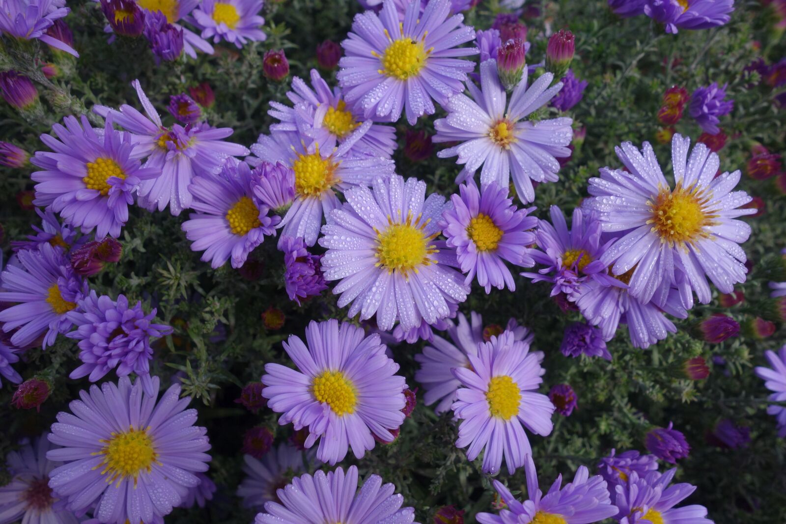 Sony Cyber-shot DSC-RX100 sample photo. Asters, violet, autumn photography