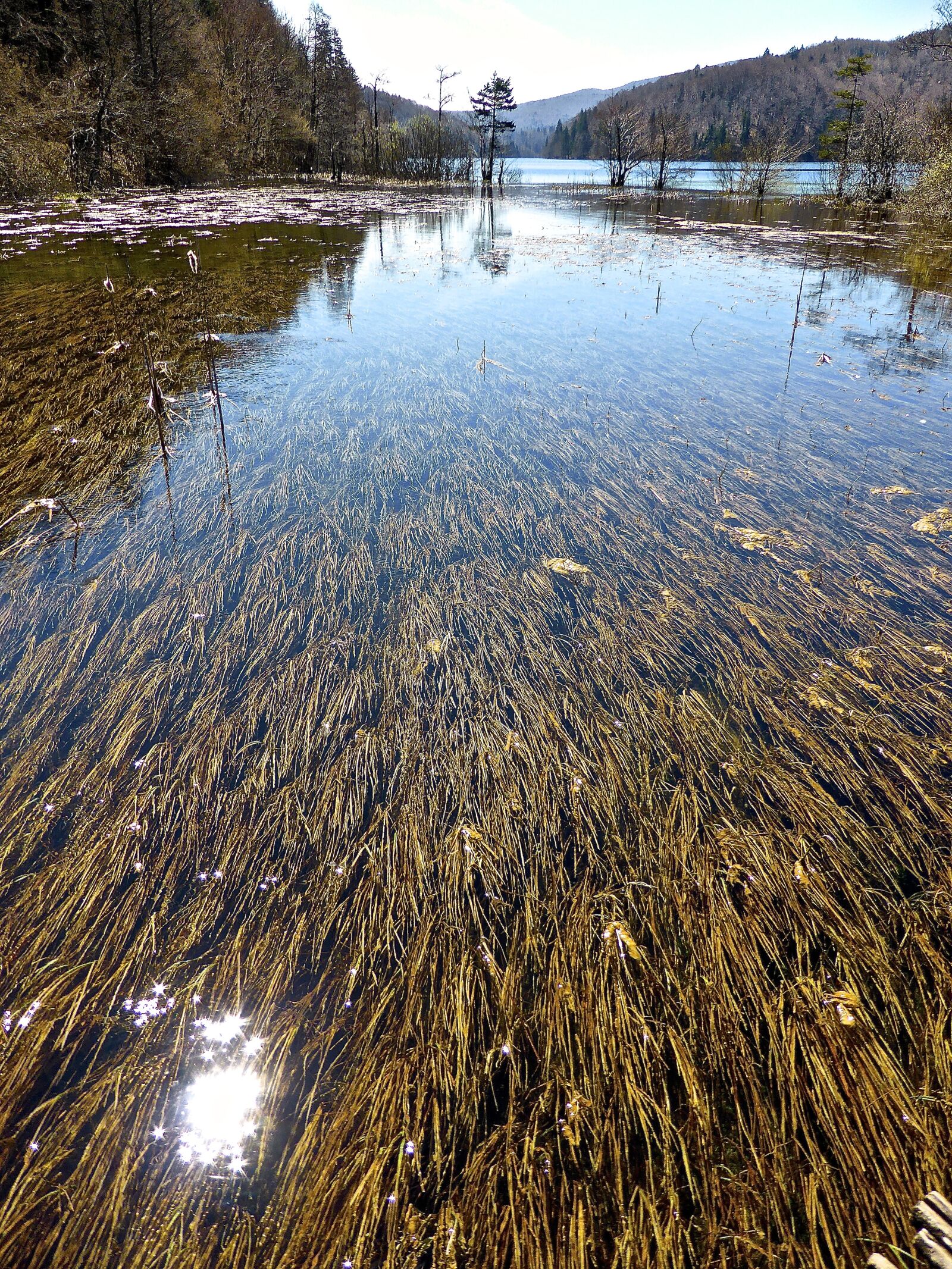 Panasonic DMC-TZ41 sample photo. Water, reeds, lake photography