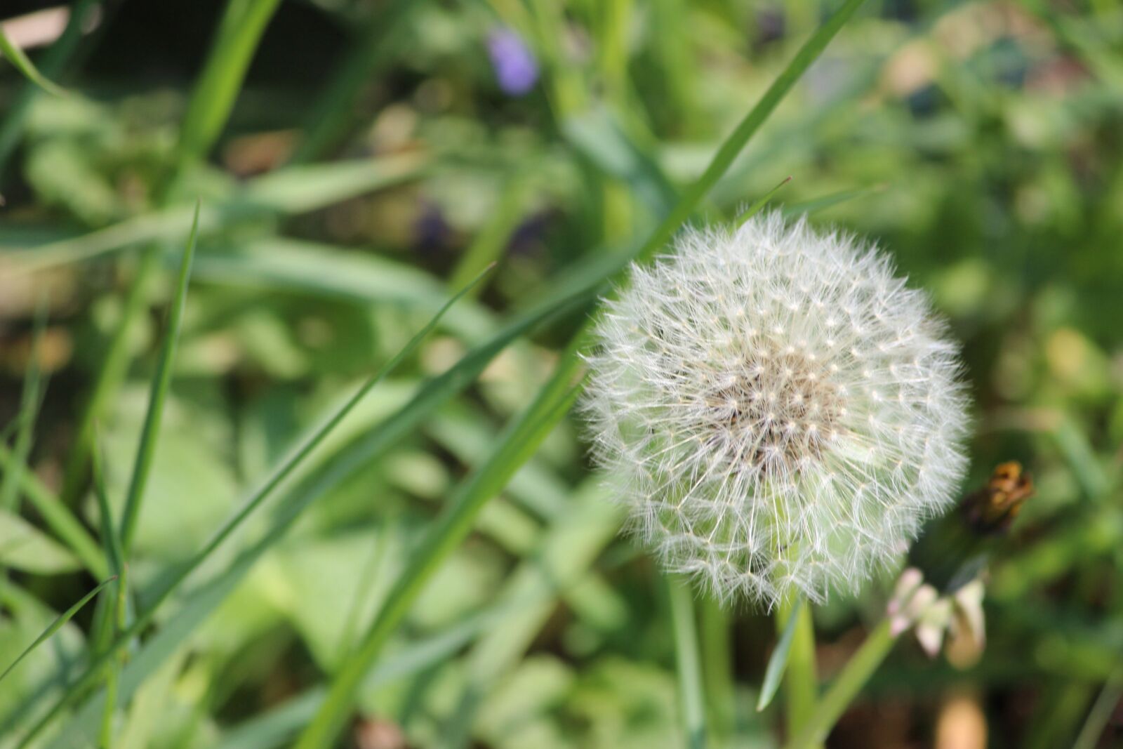 Canon EOS 600D (Rebel EOS T3i / EOS Kiss X5) sample photo. Plant, nature, flower photography