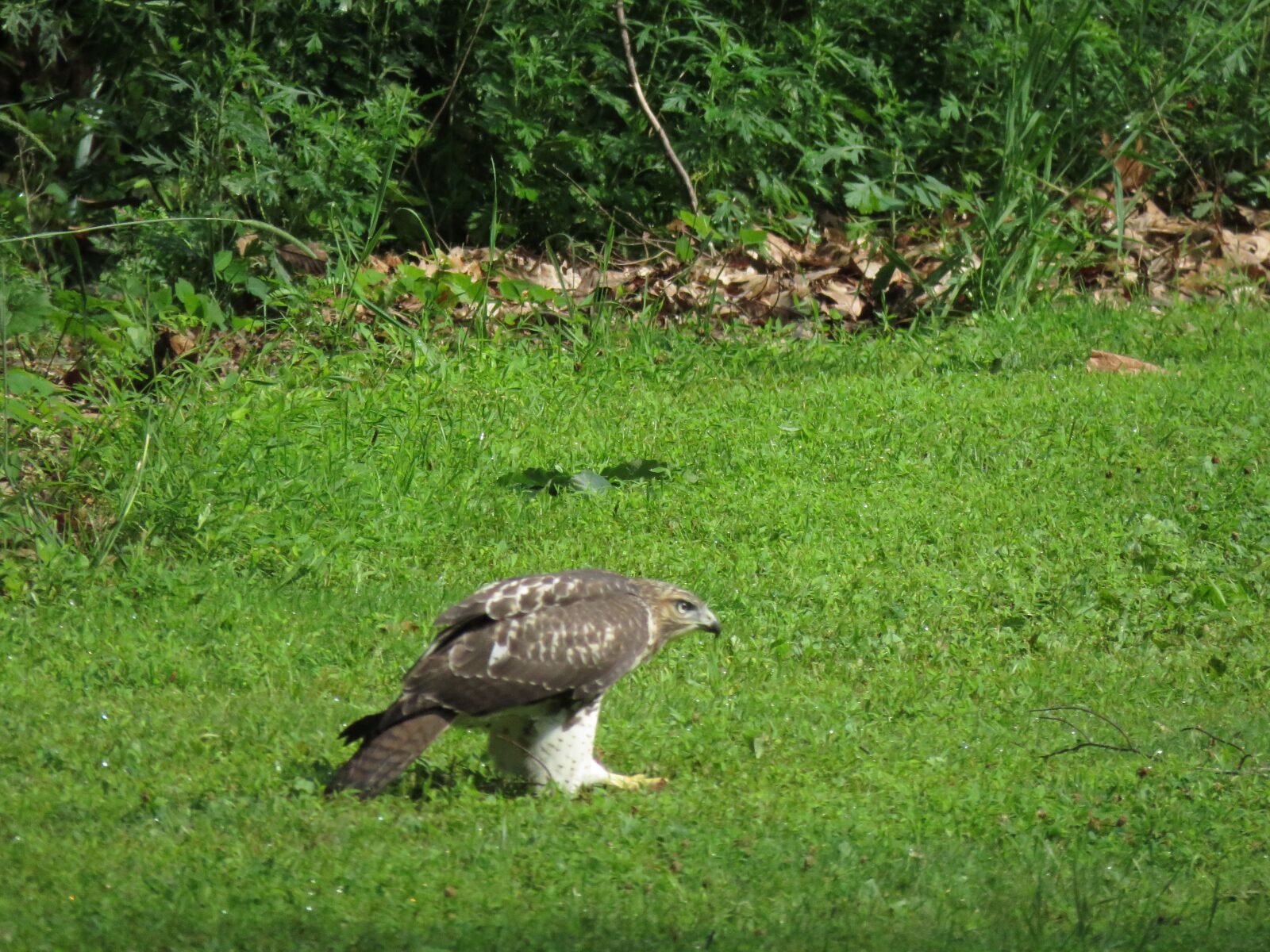 Canon PowerShot SX60 HS sample photo. Red tail hawk, birding photography