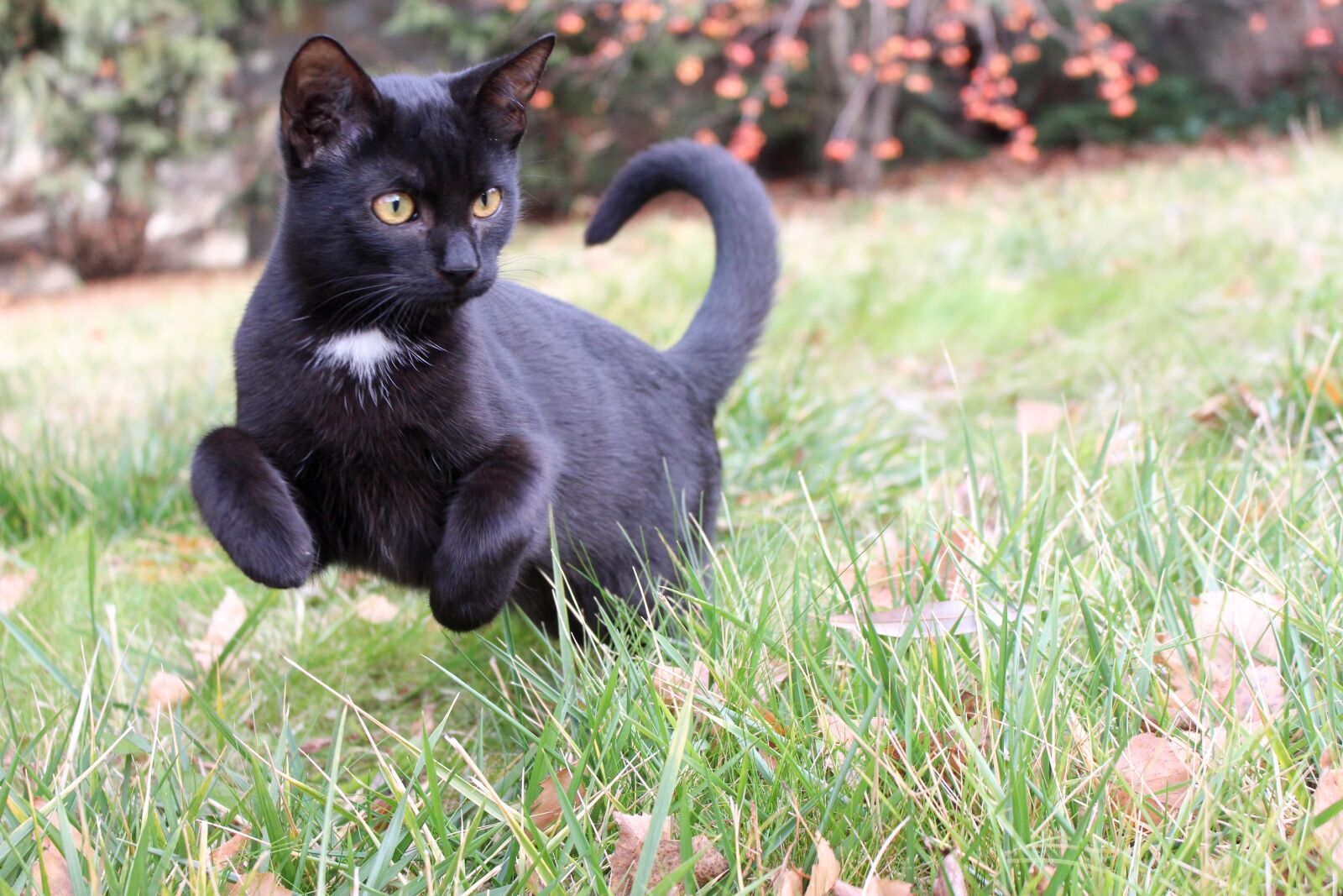 Canon EOS 700D (EOS Rebel T5i / EOS Kiss X7i) sample photo. Black, kitten, cat photography